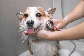washing a puppy
