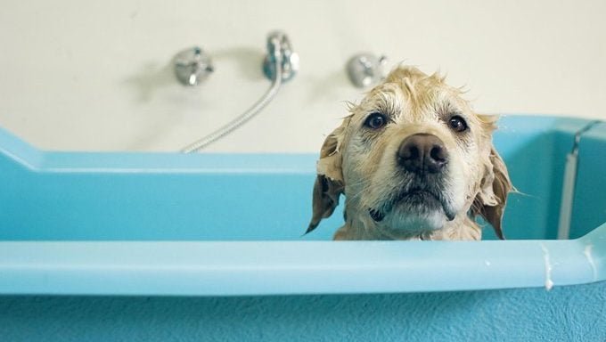 a pup in the bathtub